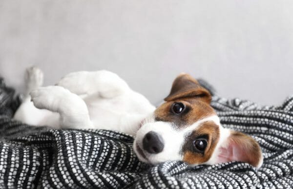 jack russell terrier