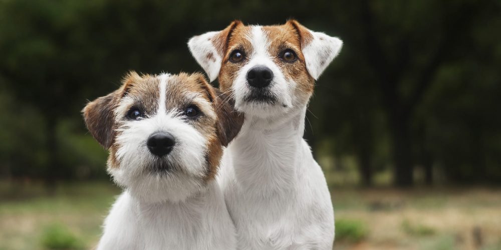 jack russell terriers