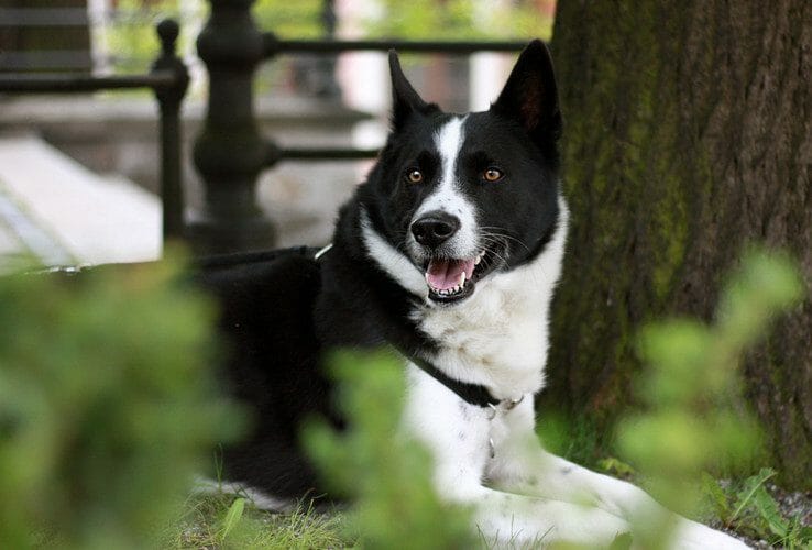 karelian bear dog - karelian bear dog temperament