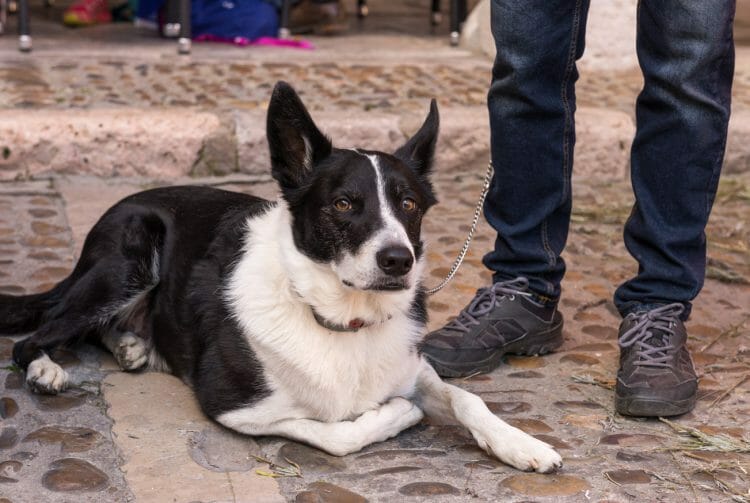 karelian bear dog price - karelian bear dog pictures