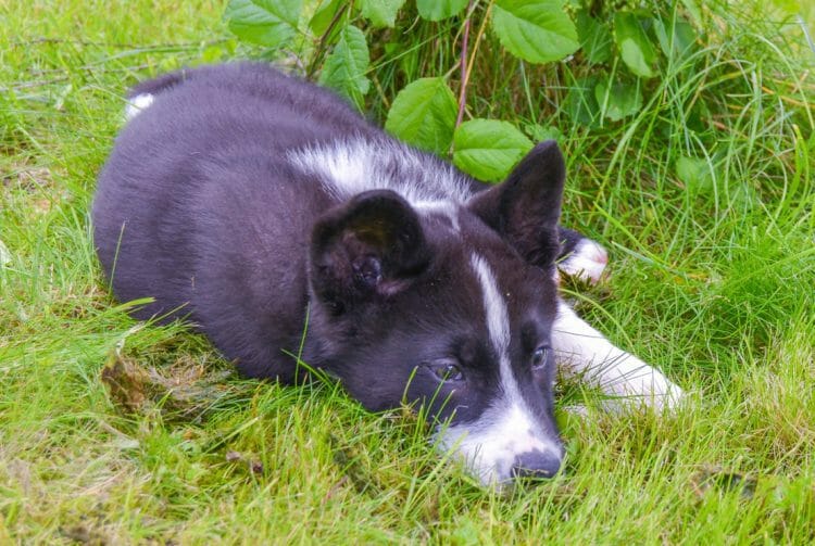 karelian bear dog puppies - karelian bear dog puppy