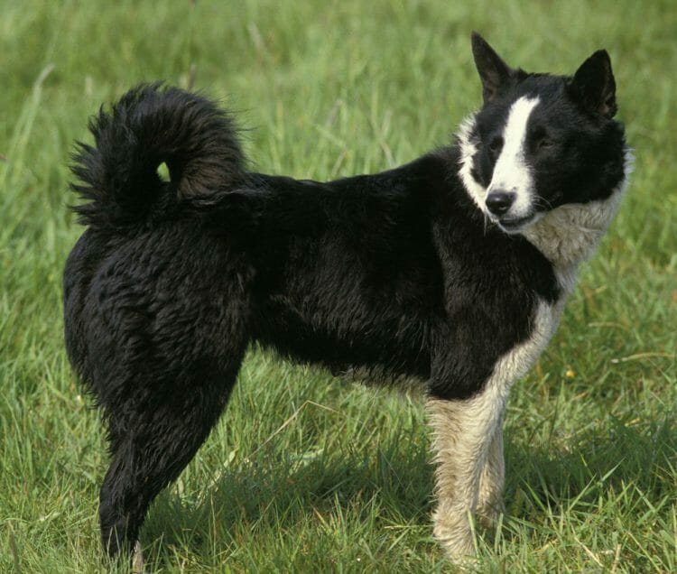 karelian bear dog size - karelian bear dog bite force