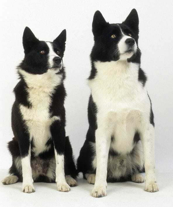 karelian bear dogs - karelian bear dog vs bear