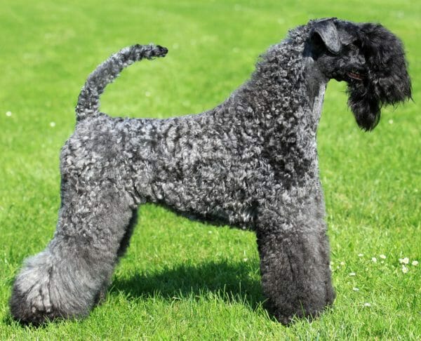 kerry blue terrier - hypoallergenic dog breed