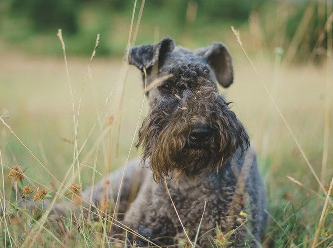 kerry blue terrier - kerry blue terrier health problems