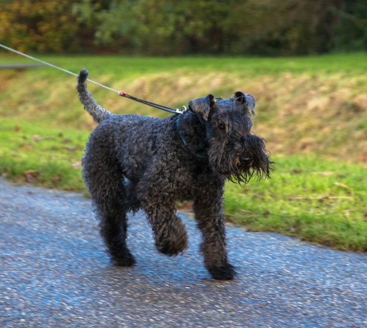 kerry blue terrier price - kerry blue terrier short hair