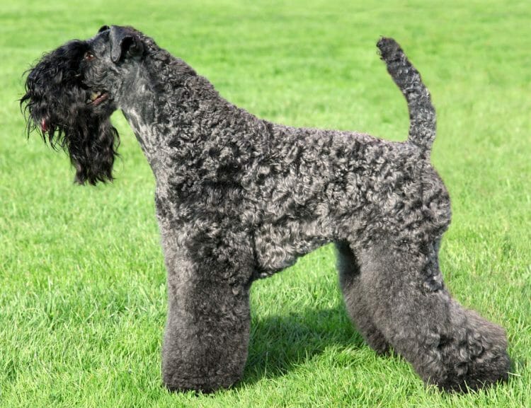 kerry blue terrier puppies - kerry blue terrier puppy