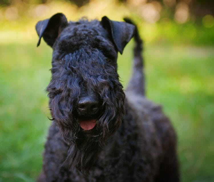 kerry blue terrier without beard - puppy kerry blue terrier