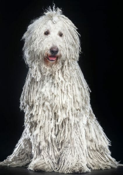 komondor - komondor dog