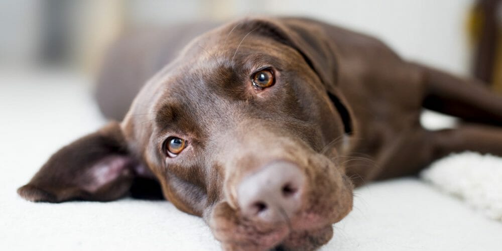 Labrador Retriever Health Issues