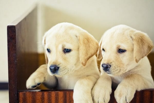 labrador retriever puppies