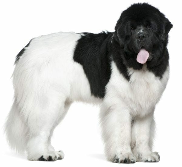 landseer newfoundland - newfoundland landseer