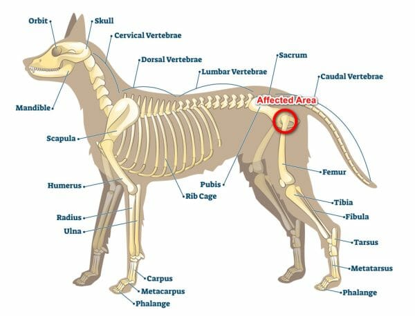legg calve perthes disease in dogs - legg calve perthes disease wiki