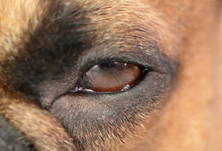 mass on dog's eyelid - cryosurgery eyelid mass dog