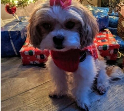 Featured Pet Winner for December 2019 GoodPooch