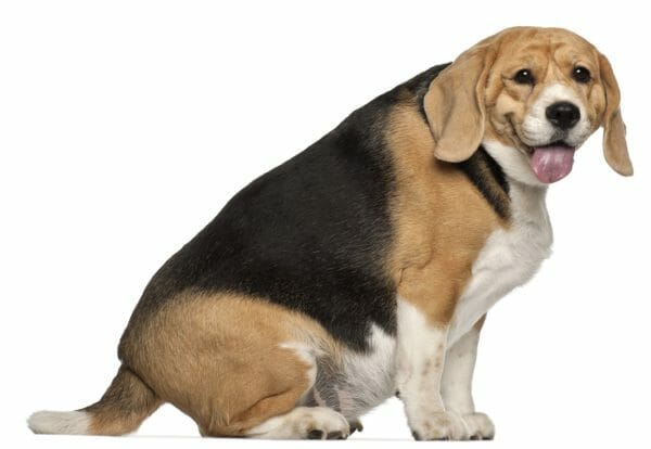 my dog is obese - obese dogs and cats