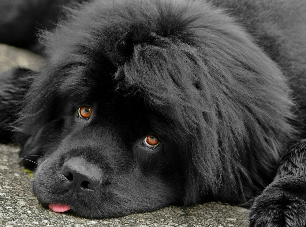 newfie - newfies