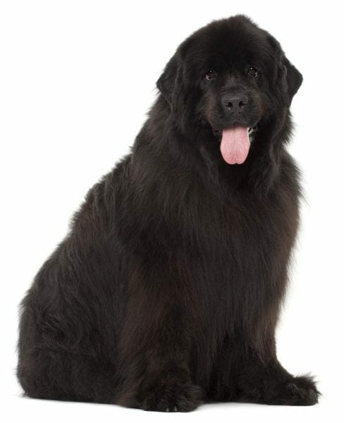 newfoundland - newfoundland dog