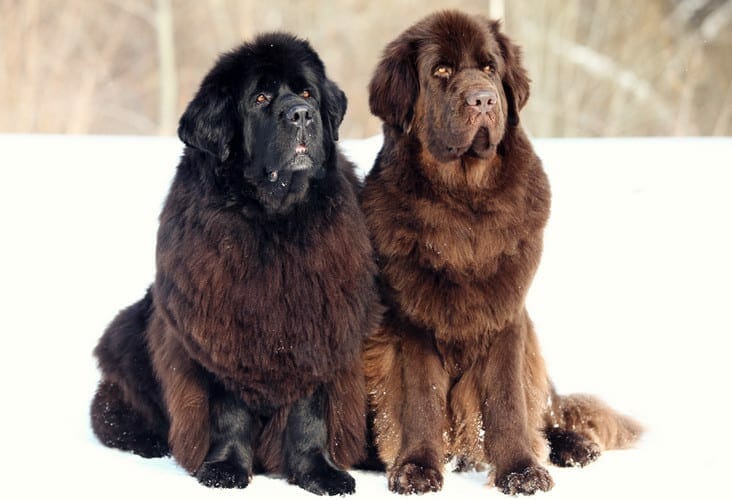 newfoundland dog - dog newfoundland