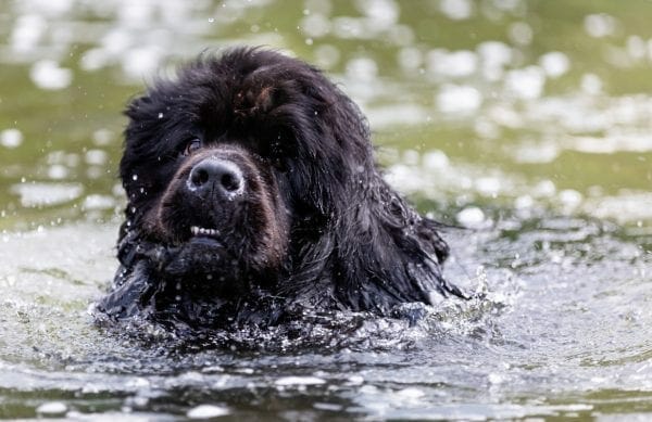 newfoundland dogs - newfoundland dog breed