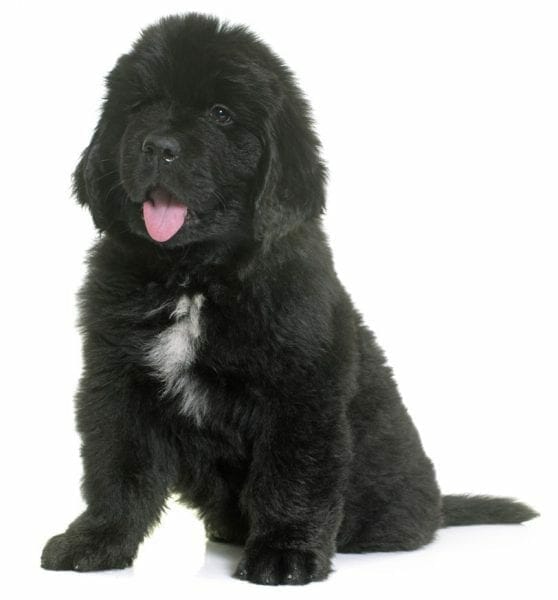 newfoundland puppies - newfoundland dog puppies