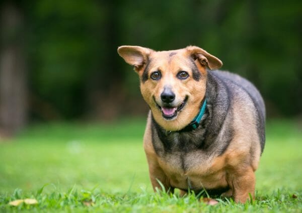 obese dog transformation - consequences of obesity in dogs