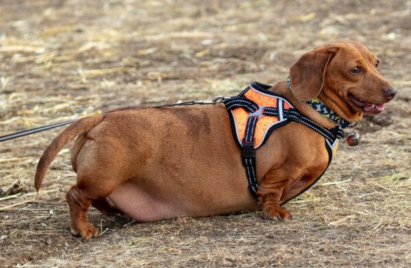 obese wiener dog - obese dog dachshund