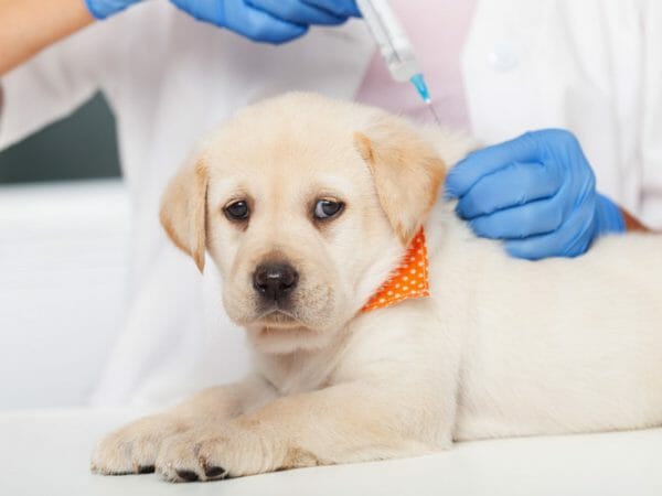 parvovirus - symptoms of parvo in dogs