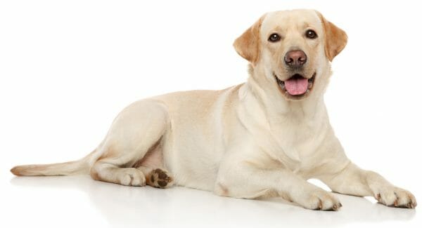 parvovirus in dogs - how does a dog get parvo - golden retriever