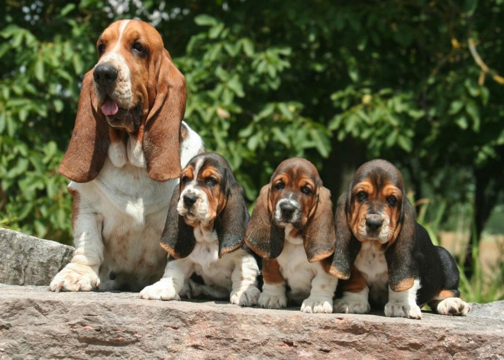 Basset Hound Dogs and Puppies - Miniature, European, Colors and Coats