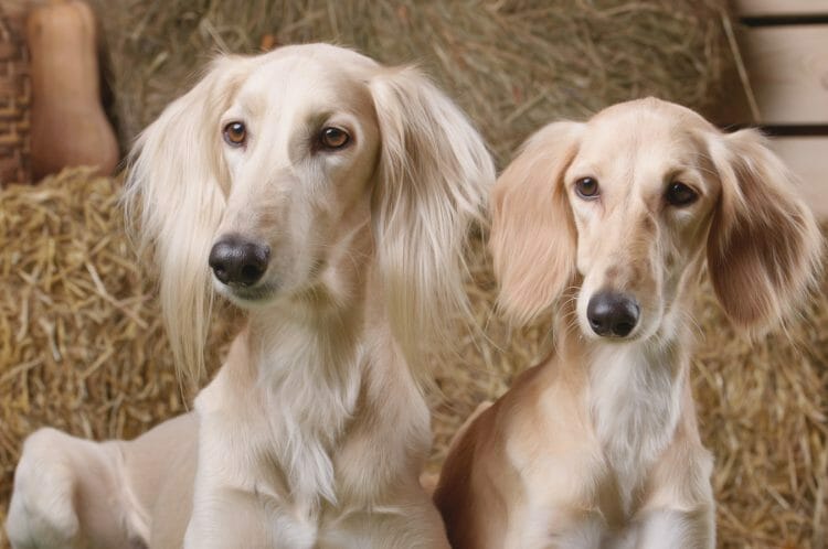 pictures of saluki dogs - what is a saluki dog look like