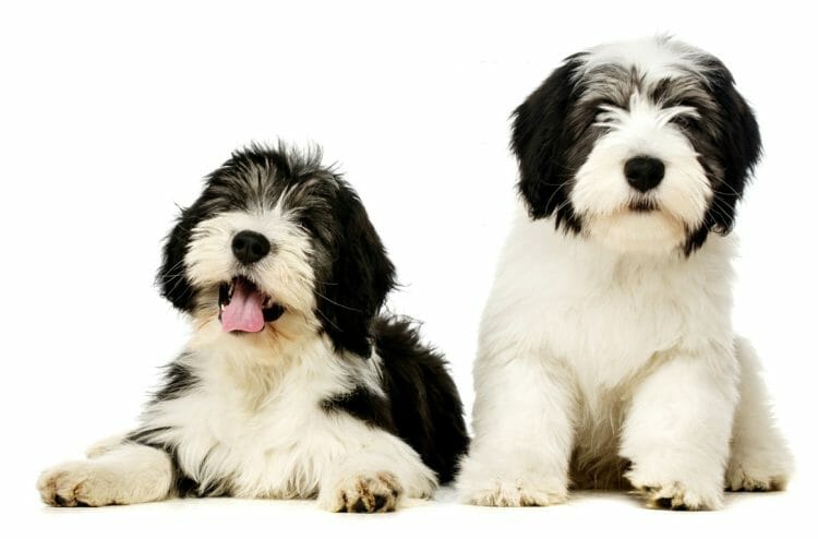 polish lowland sheepdog puppies - polish lowland sheepdogs