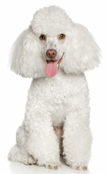 poodle - mini poodle