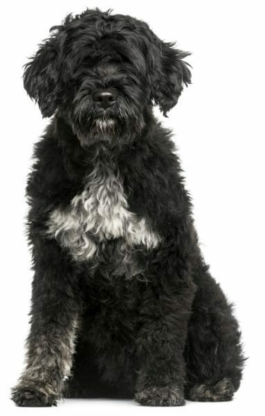 portuguese water dog - portuguese water dog hypoallergenic