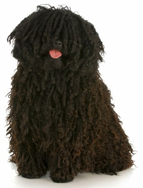 puli dog - puli