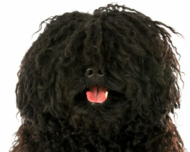 puli dogs - puli dog without dreads