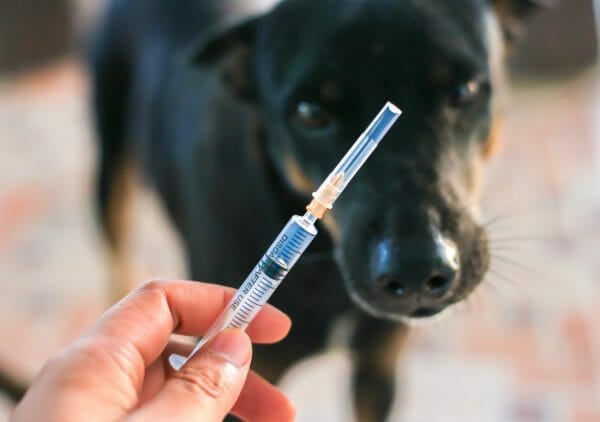 rabies vaccine for dogs - rabies shot for dogs