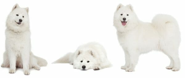 samoyed dog - samoyed size