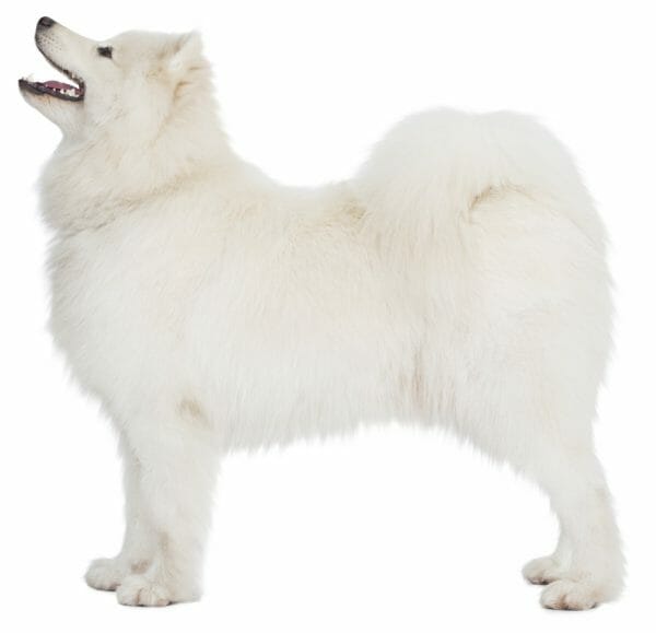 samoyed hypoallergenic - samoyed shedding