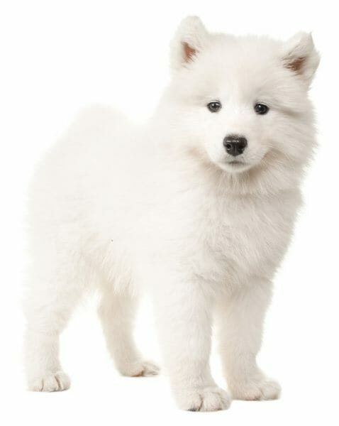 samoyed puppy - samoyed puppies