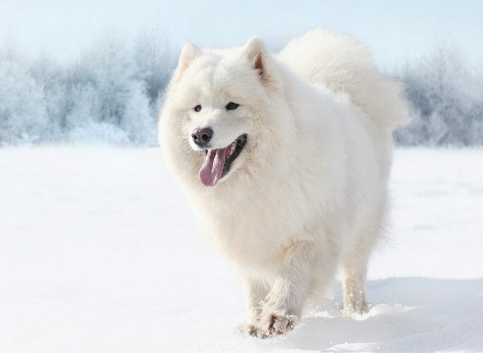 samoyed - samoyed dogs