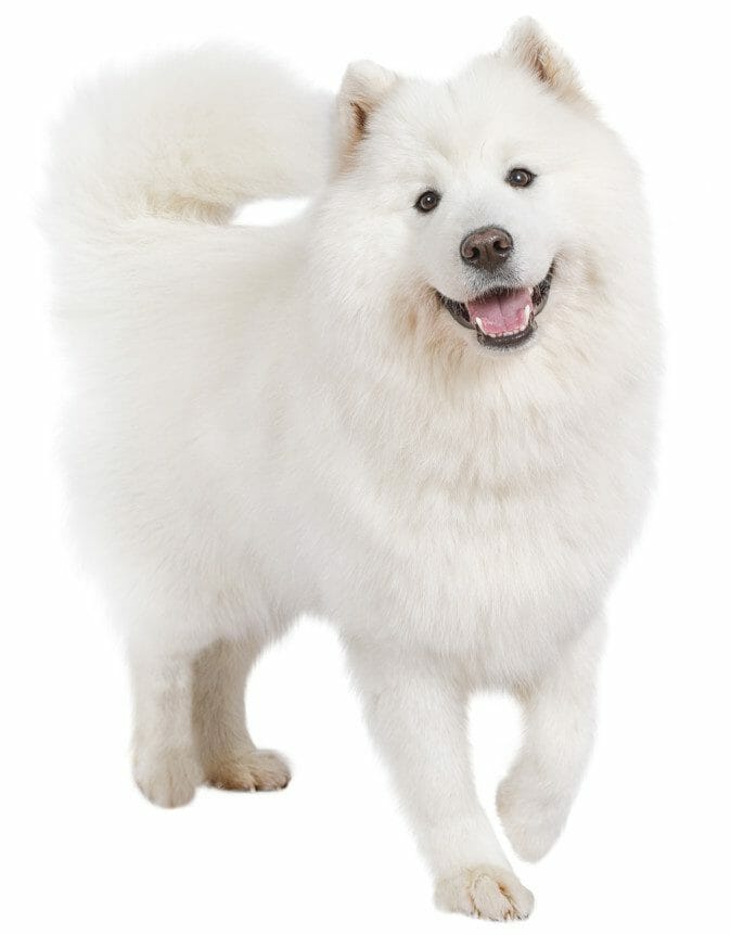 Samoyed Dog