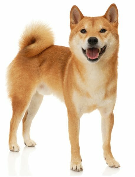 shiba inu colors - shiba inu price