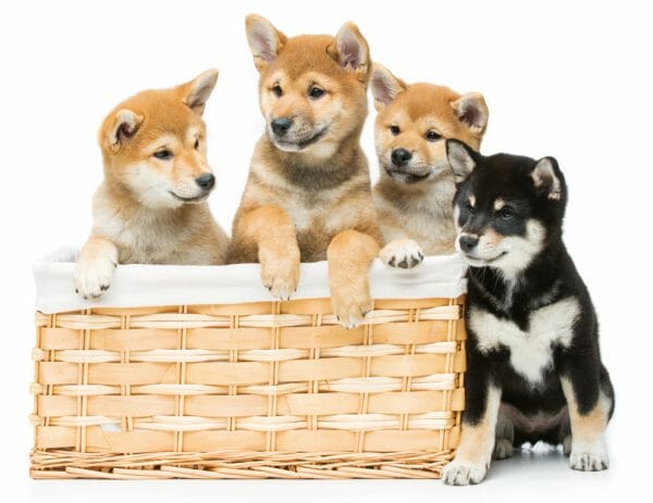 shiba inu puppies - shiba inu black