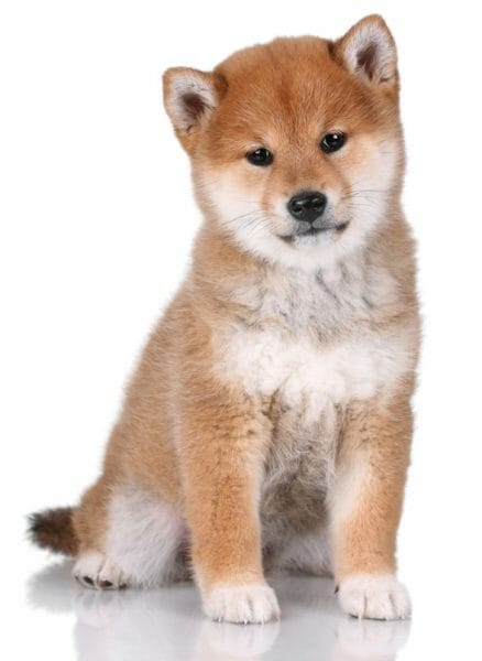 shiba inu puppy - shiba inu cute