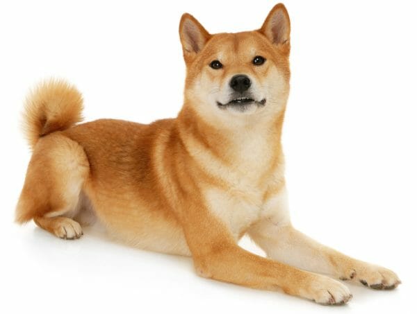 shiba inu size - sesame shiba inu