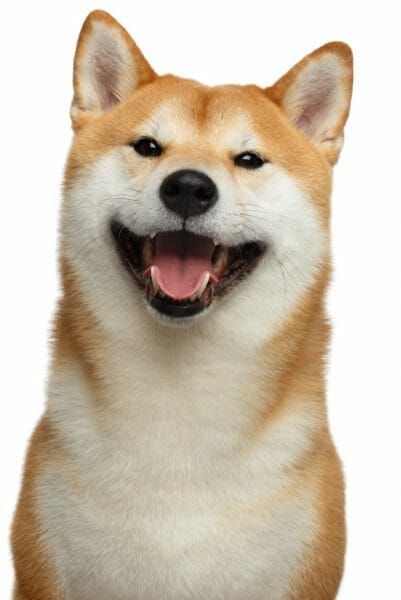 shiba inu smile - shiba inu shedding