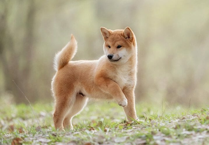 shiba inu - shiba inu dog