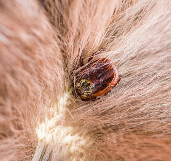 signs of lyme disease in dogs - lymes disease in dogs