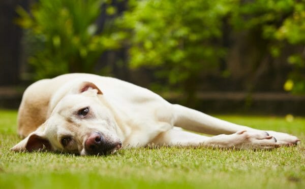 symptoms of lyme disease in dogs - lyme disease symptoms in dogs